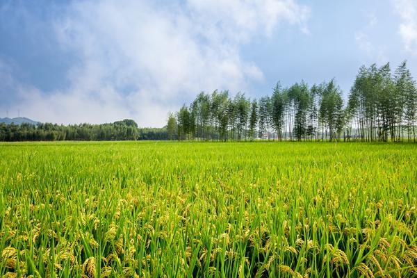 洱海旅游营销策略：推动旅游业发展的新思路图1